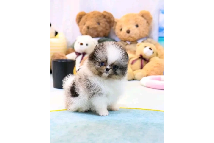 $200 : Yorkie image 3