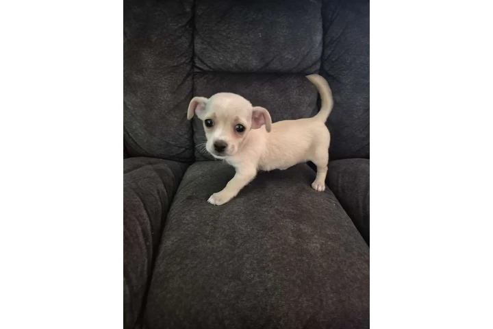 $200 : Poodle terrier mini image 1
