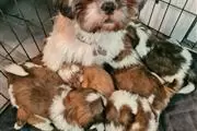 Registered Shih Tzu en Boise