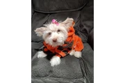 $75 : Linda  perrita thumbnail