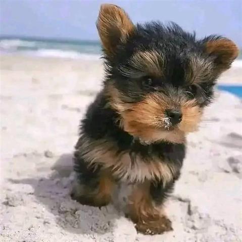 $390 : Yorkshire terrier hembra image 2