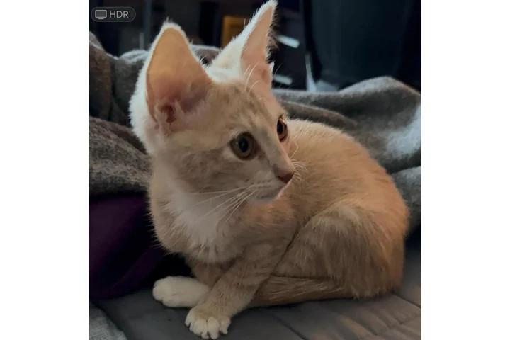 $1 : LINDO GATITO image 2