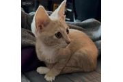 $1 : LINDO GATITO thumbnail