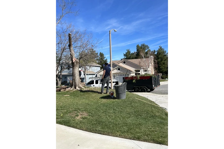 Tree service trim lanscaping image 6