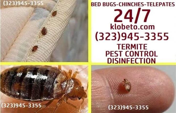 BED BUGS - PEST CONTROL 24/7 image 7
