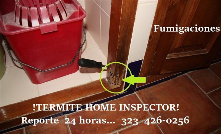 ¿TIENES TERMITAS EN CASA? image 3