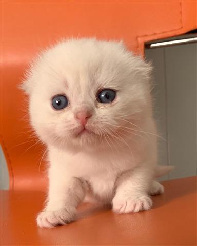$500 : gatitos buscando nuevos hogare image 8