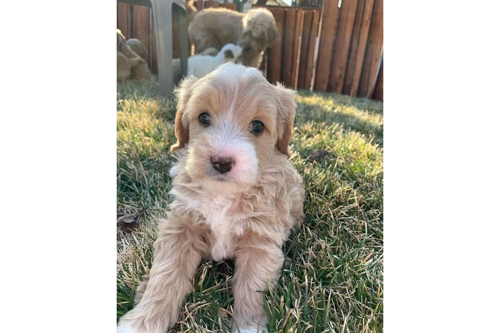 $800 : goldendoodle media image 2