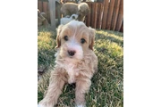 $800 : goldendoodle media thumbnail
