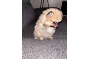 $650 : Pomeranian thumbnail