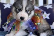 $500 : Siberian Husky Puppies thumbnail