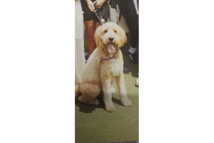 YO CUIDO TU MASCOTAS image 1