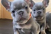 $190 : French bulldog For Adoption thumbnail