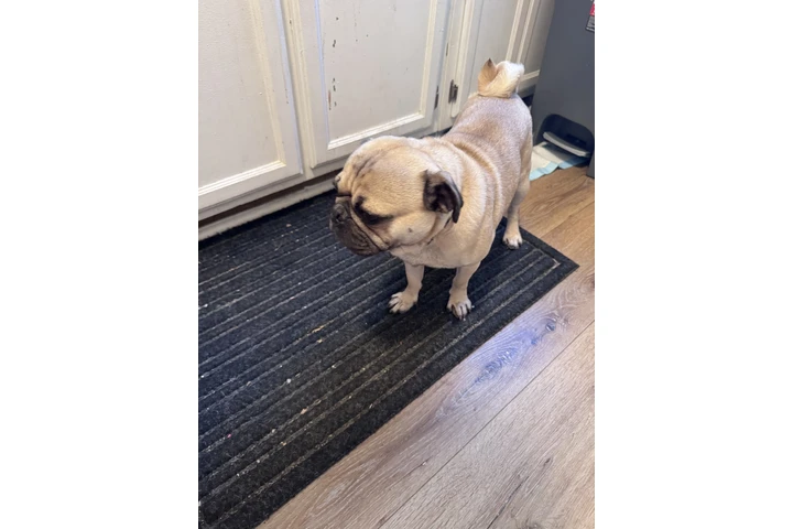 $800 : Pug image 4