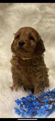 $800 : Beautiful Cavapoo Puppies image 2