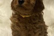 $800 : Beautiful Cavapoo Puppies thumbnail