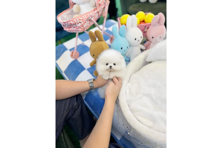 $300 : Pomeranian mini puppies image 3