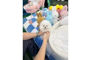 $300 : Pomeranian mini puppies thumbnail
