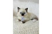Gatitas Ragdoll hembras en Long Island