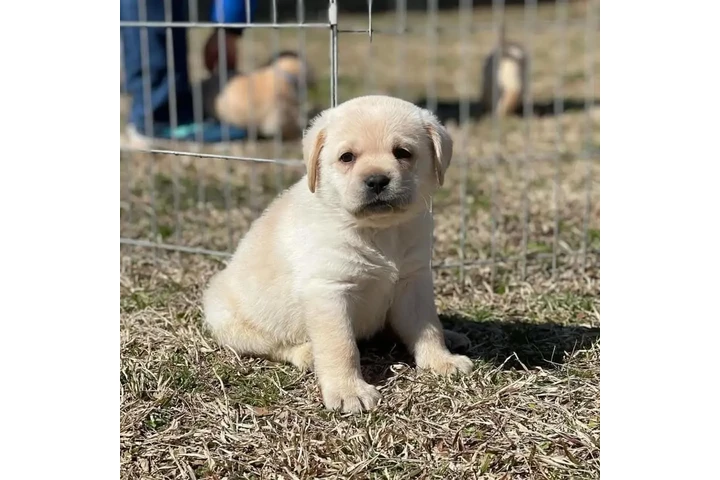 $500 : Labrador Retriever image 1