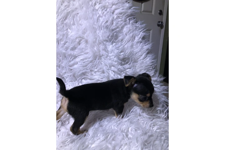 $350 : Perros Chihuahuas image 10