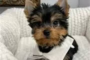 CachorroS Yorkie me llamo Max en Orange County