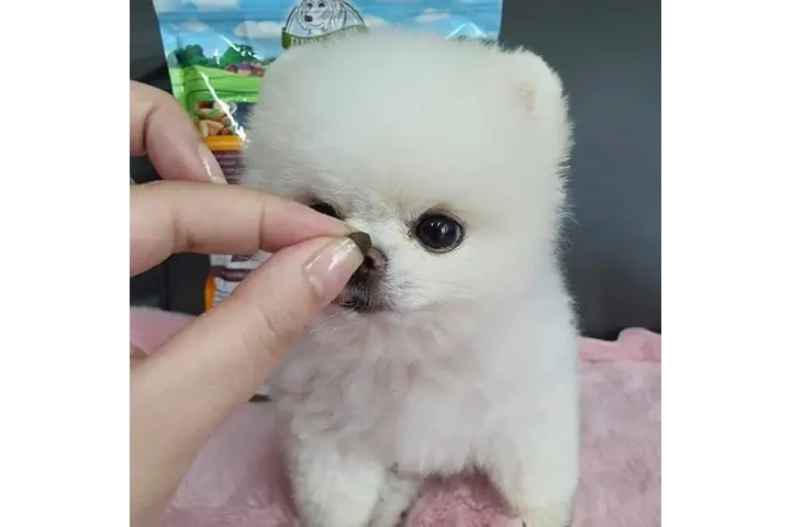 $350 : cachorros de Pomerania image 1