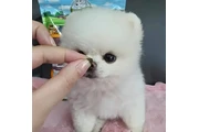 cachorros de Pomerania en Detroit