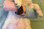 $410 : Golden Retriever thumbnail