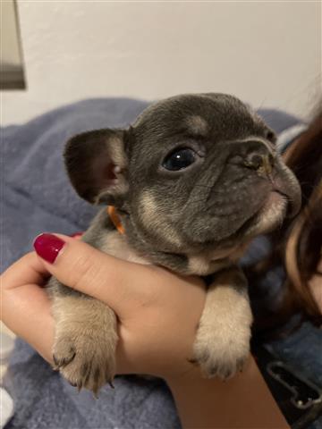 $3500 : French bulldogs image 8