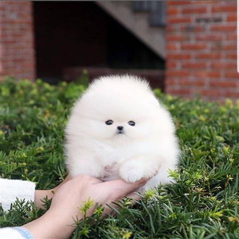 $300 : Pomeranian puppies and French image 1