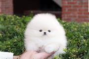 Pomeranian puppies and French en Los Angeles