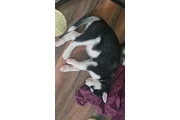 husky , amigables con los niño en El Paso
