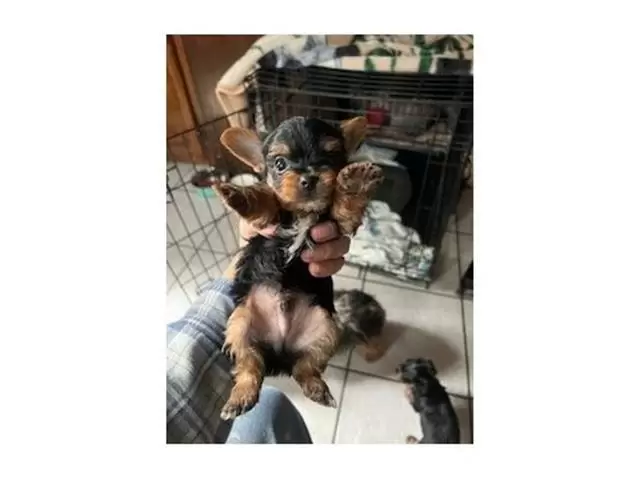 $200 : Adopt Yorkies pup image 2