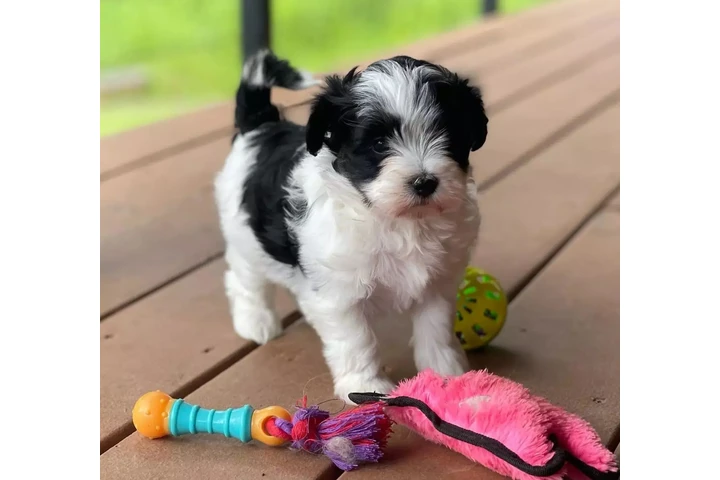Smart Havanese puppies image 6