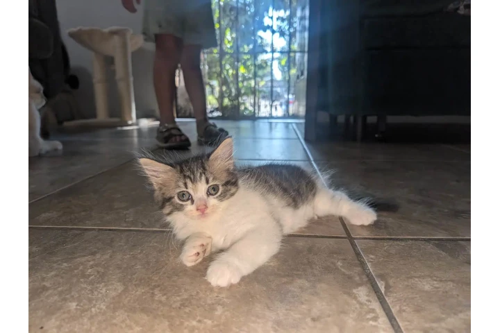 $400 : Gatos ragdoll persiano image 4