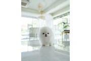 French bulldog and Pomeranian en Houston