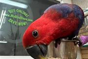 $400 : BACK space parrots thumbnail