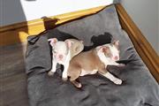 cute Boston Terrier puppies thumbnail