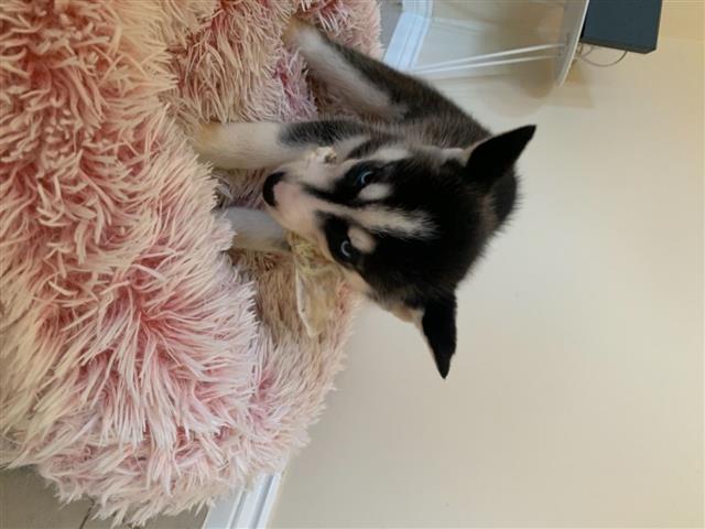 $499 : Siberian Husky Pups image 1