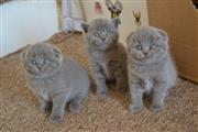 Scottish kittens for adoption.