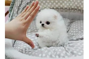 $250 : Pomeranian puppy thumbnail