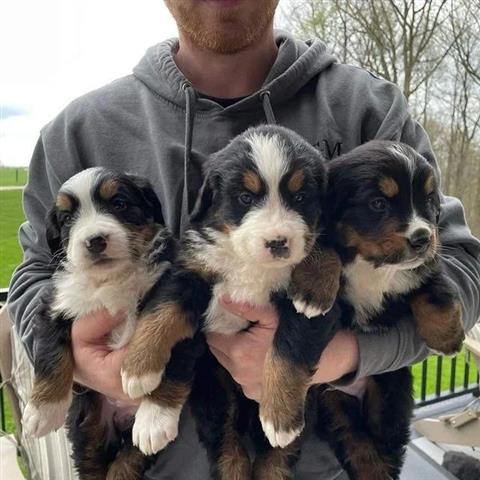 $500 : Cachorros de perro de montaña# image 2