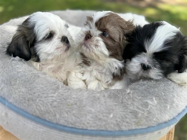 $300 : mini Shih Tzu puppies image 1