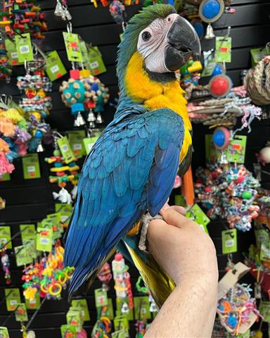 $860 : ⭐️Blue and Gold Macaw babies⭐️ image 1