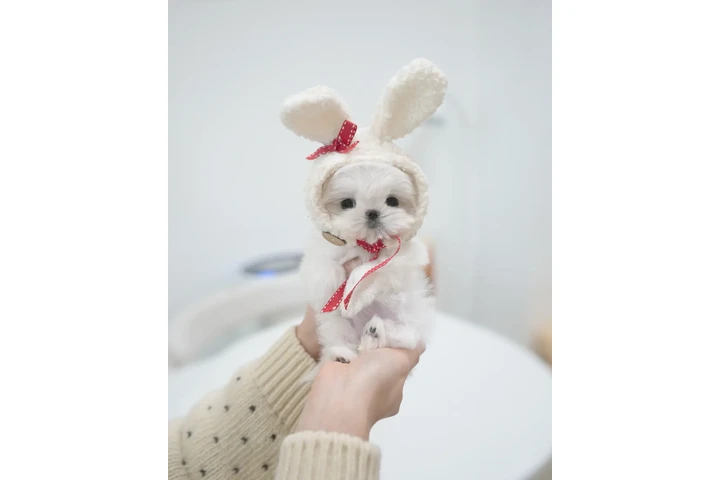 $250 : Maltese and pomeranian image 7