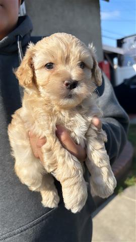 $700 : Maltipoo for sale image 3