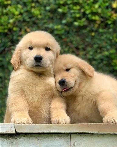 $500 : cachorros golden retriever image 4