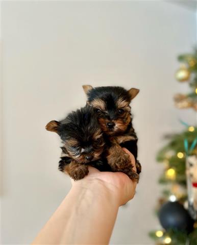 $350 : Yorkies a la venta image 1