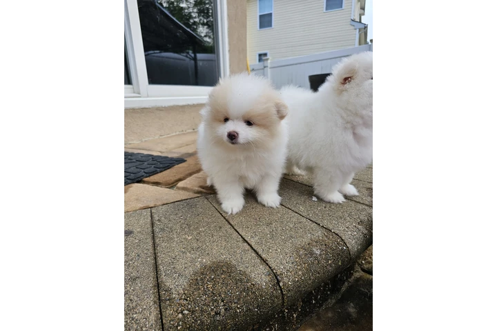 $3400 : Puppies pomerania image 9
